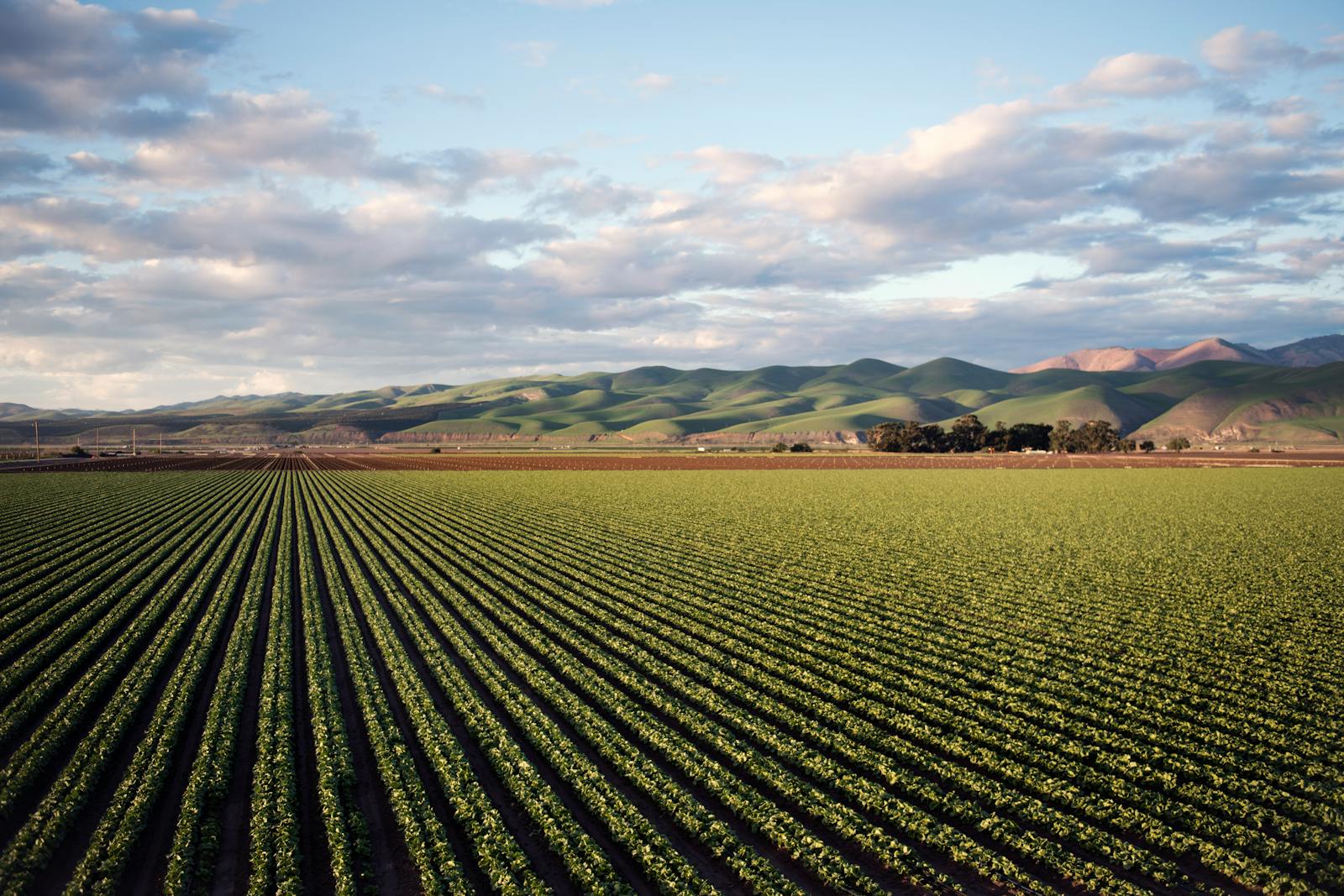 Central Valley agricultural operation